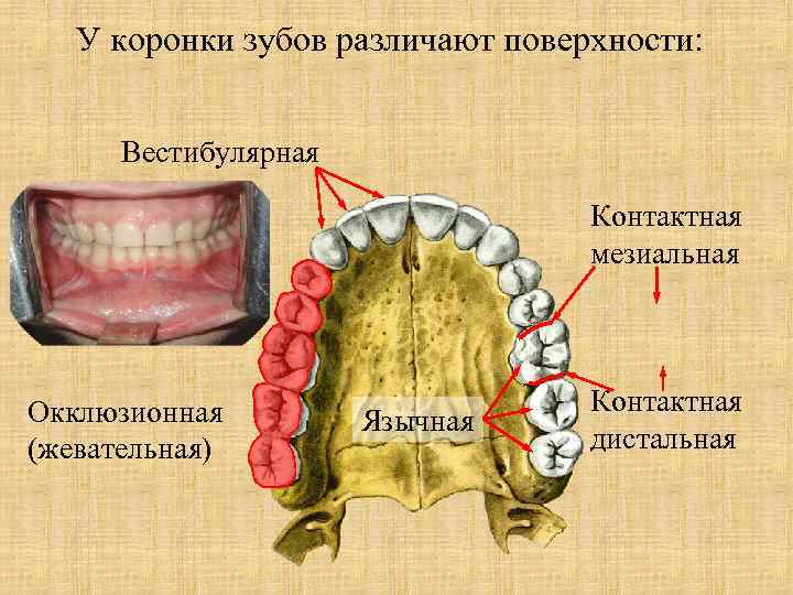 У коронки зубов различают поверхности: Вестибулярная Контактная мезиальная Окклюзионная (жевательная) Язычная Контактная дистальная 