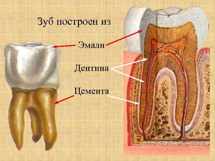 Зуб построен из Эмали Дентина Цемента 