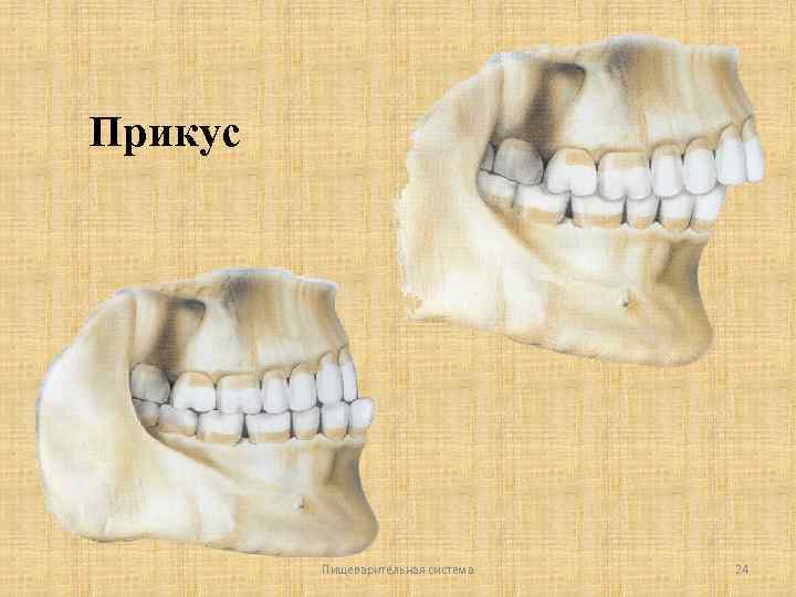 Прикус Пищеварительная система 24 