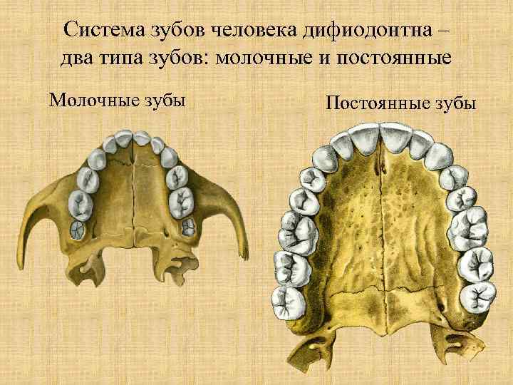 Молочные и постоянные зубы фото