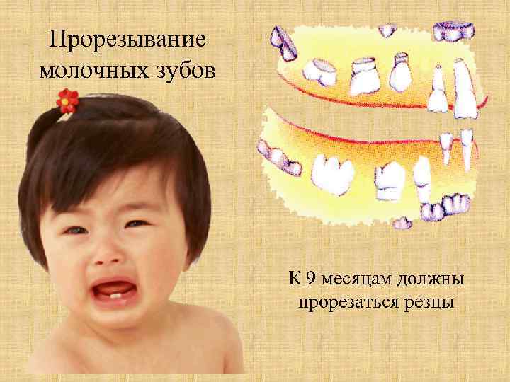 Прорезывание молочных зубов К 9 месяцам должны прорезаться резцы 