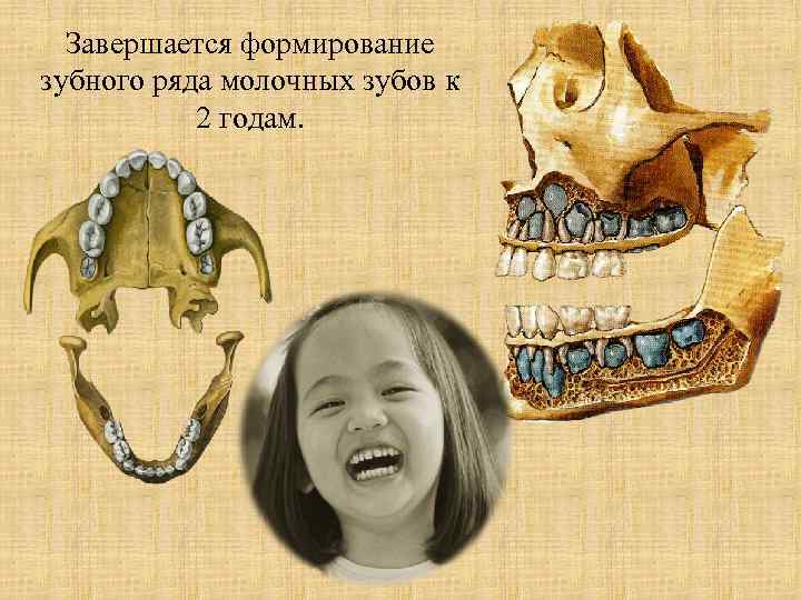 Завершается формирование зубного ряда молочных зубов к 2 годам. 