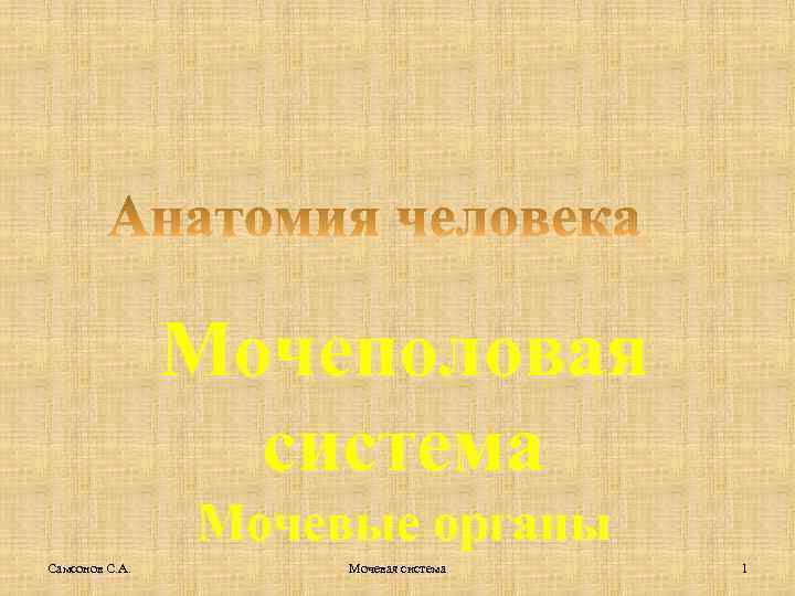 Мочеполовая система Мочевые органы Самсонов С. А. Мочевая система 1 