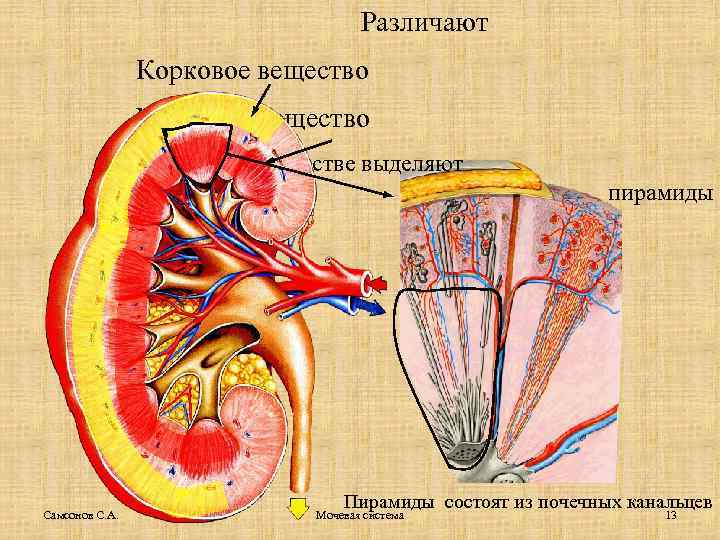 Строение мочеполовой системы у женщин с фото снаружи и внутри