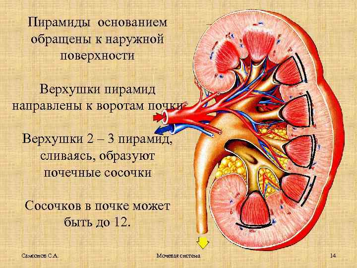 Мочеполовая система картинки