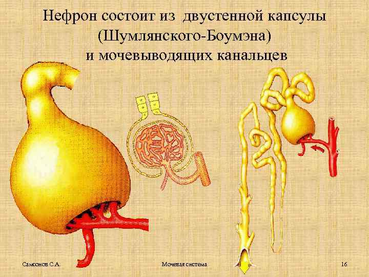 Нефрон состоит из двустенной капсулы (Шумлянского-Боумэна) и мочевыводящих канальцев Самсонов С. А. Мочевая система