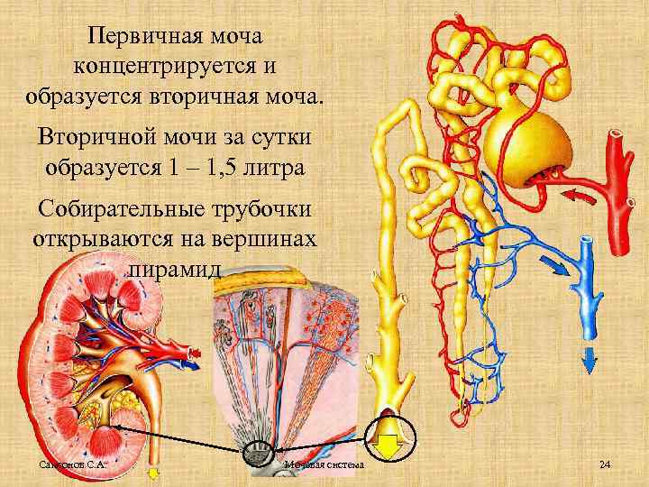 Первичная моча концентрируется и образуется вторичная моча. Вторичной мочи за сутки образуется 1 –