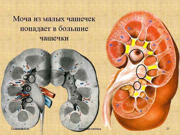 Моча из малых чашечек попадает в большие чашечки Самсонов С. А. Мочевая система 27