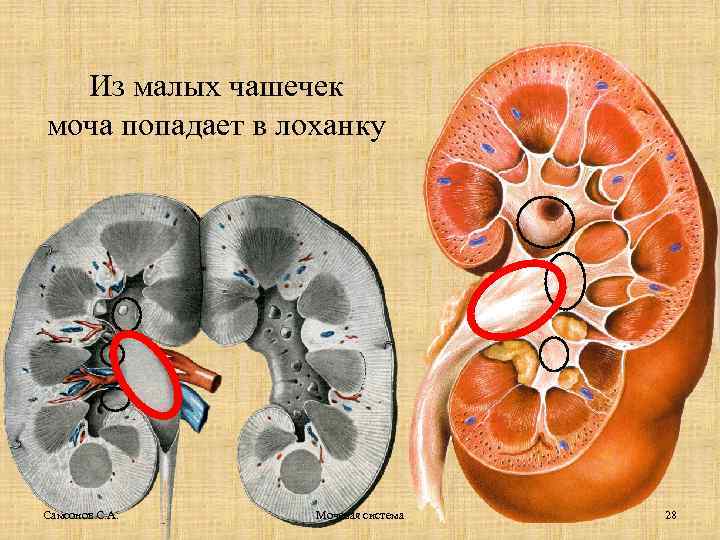 Из малых чашечек моча попадает в лоханку Самсонов С. А. Мочевая система 28 
