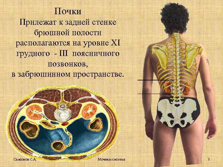 Почки Прилежат к задней стенке брюшной полости располагаются на уровне XI грудного - III