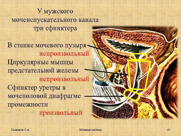 У мужского мочеиспускательного канала три сфинктера В стенке мочевого пузыря непроизвольный Циркулярные мышцы предстательной