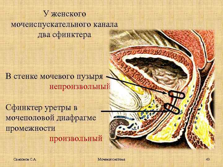 У женского мочеиспускательного канала два сфинктера В стенке мочевого пузыря непроизвольный Сфинктер уретры в