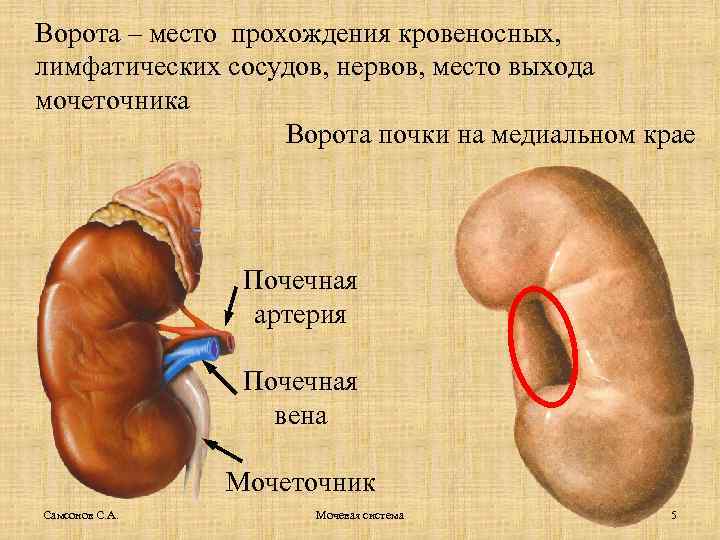 Ворота – место прохождения кровеносных, лимфатических сосудов, нервов, место выхода мочеточника Ворота почки на