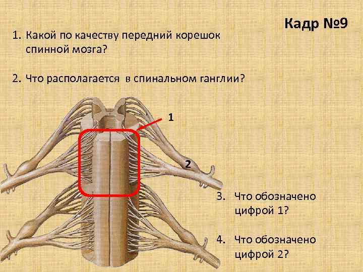 1. Какой по качеству передний корешок спинной мозга? Кадр № 9 2. Что располагается