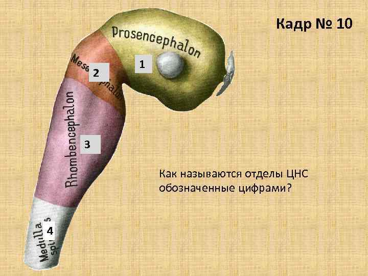 Кадр № 10 2 1 3 Как называются отделы ЦНС обозначенные цифрами? 4 