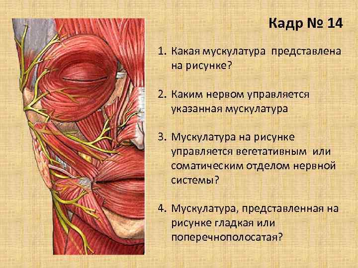 Кадр № 14 1. Какая мускулатура представлена на рисунке? 2. Каким нервом управляется указанная