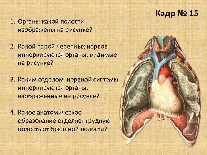 1. Органы какой полости изображены на рисунке? 2. Какой парой черепных нервов иннервируются органы,