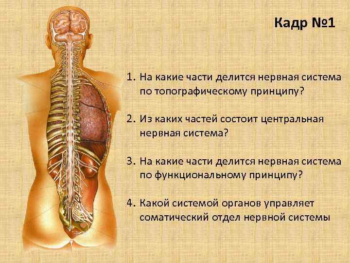 Кадр № 1 1. На какие части делится нервная система по топографическому принципу? 2.
