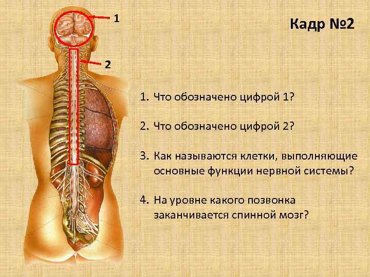 1 Кадр № 2 2 1. Что обозначено цифрой 1? 2. Что обозначено цифрой