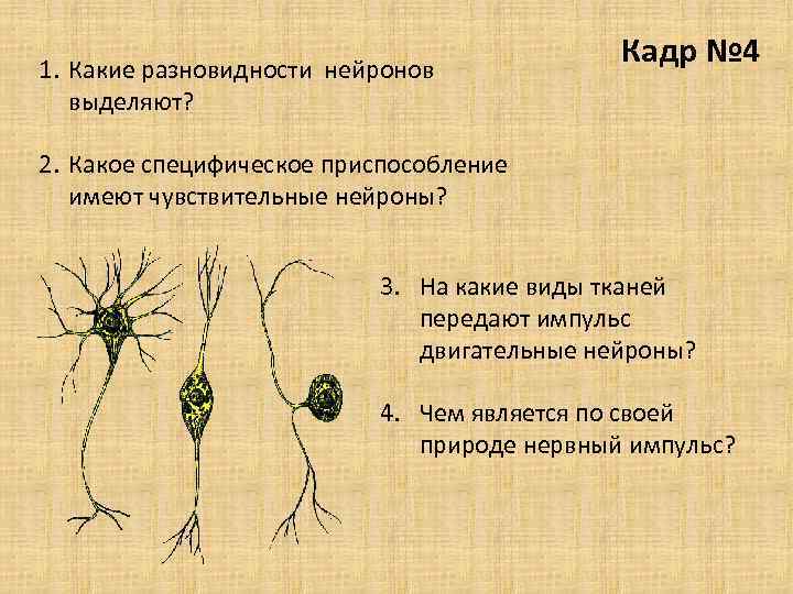 Виды нейронов. Нервная система типы нейронов. Различные формы нейронов. Виды нейронов по локализации. Виды нейронов ЦНС.