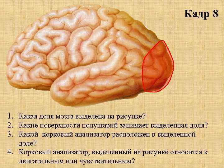 Кадр 8 1. Какая доля мозга выделена на рисунке? 2. Какие поверхности полушарий занимает