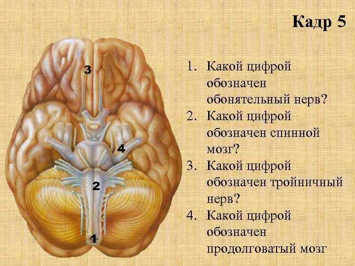 Кадр 5 3 4 2 1 1. Какой цифрой обозначен обонятельный нерв? 2. Какой