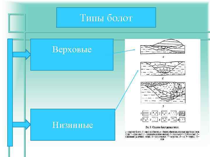 Верховые и низинные болота