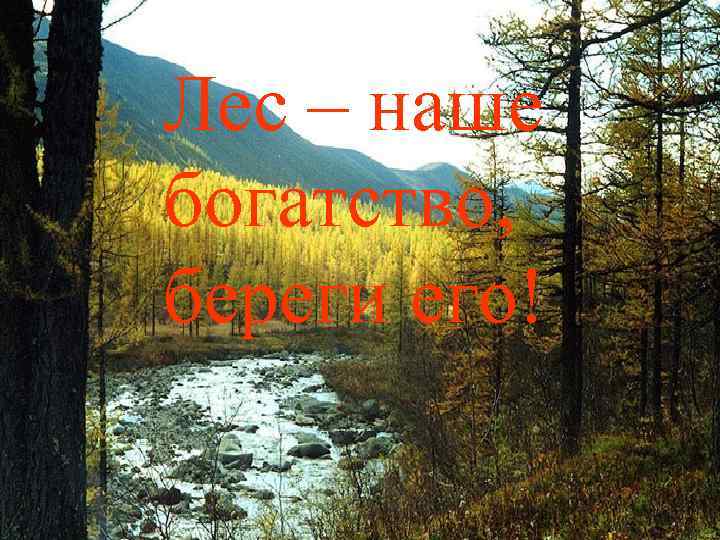 Лес – наше богатство, береги его! 