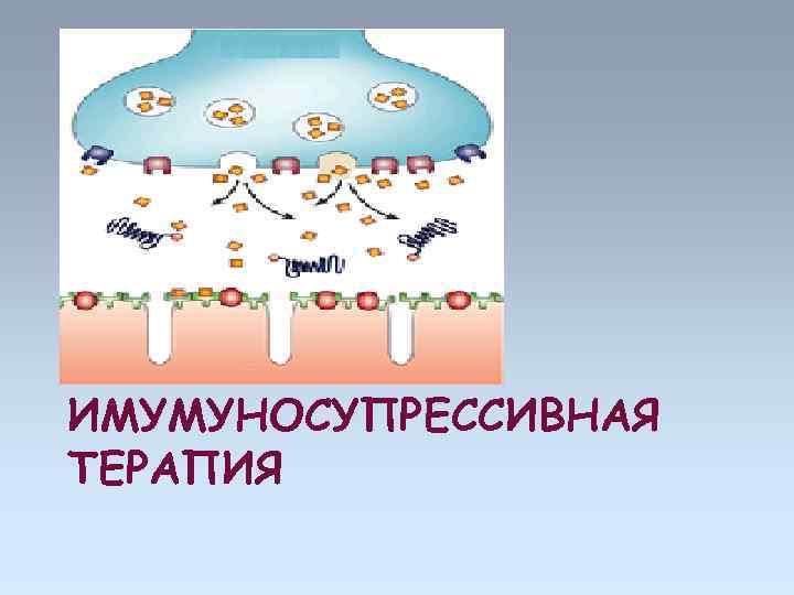ИМУМУНОСУПРЕССИВНАЯ ТЕРАПИЯ 
