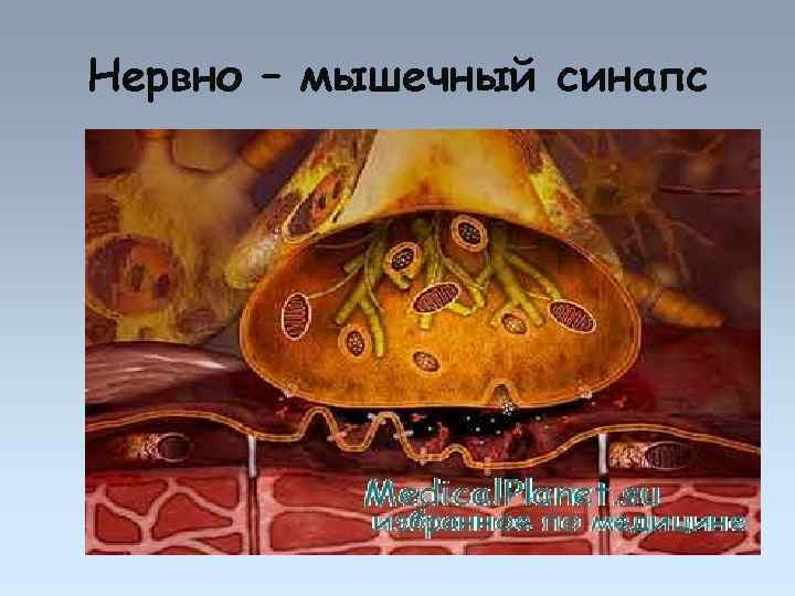 Нервно – мышечный синапс 