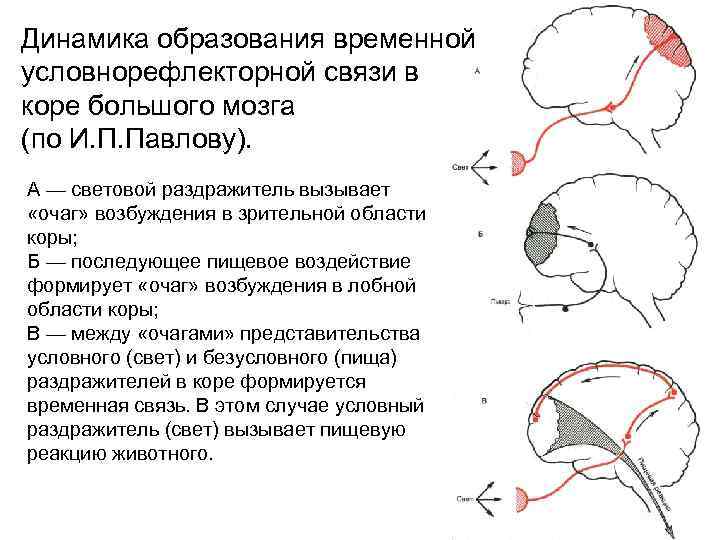 Динамика образования временной условнорефлекторной связи в коре большого мозга (по И. П. Павлову). А