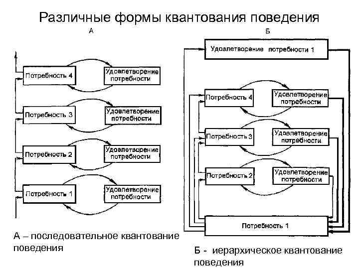 Взаимосвязь поведения. Принципы организации поведения. Модель последовательного поведения. Принципы организованного поведения. Системный принцип организации поведения.