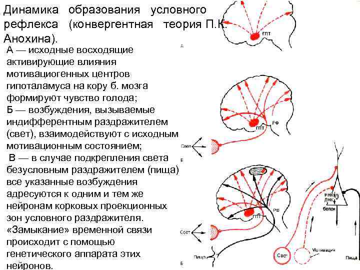 Схема формирования условного рефлекса по асратяну