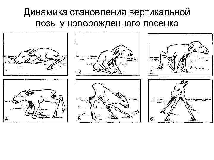 Динамика становления вертикальной позы у новорожденного лосенка 