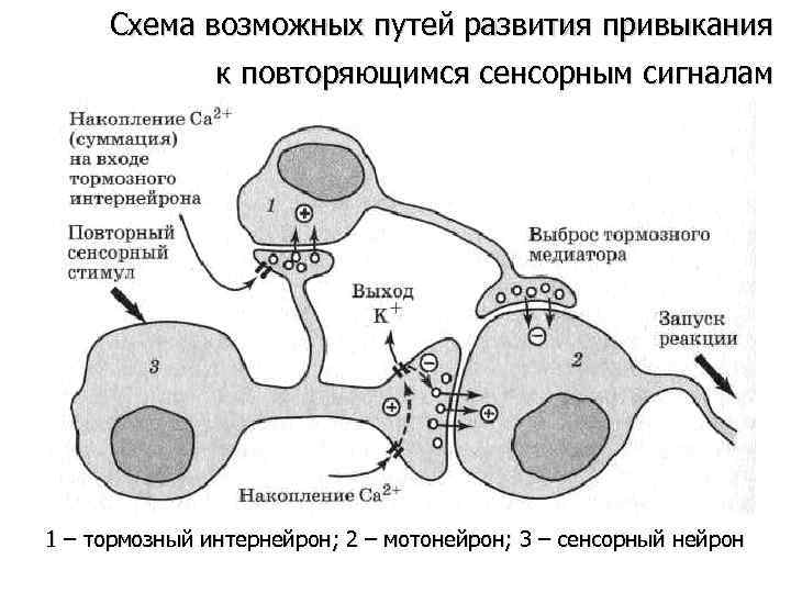 Механизмы памяти физиология презентация