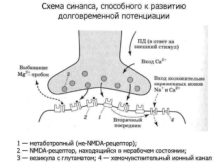 Схема синапса с обозначениями