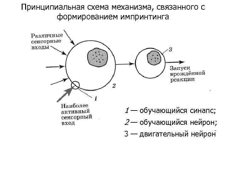 Принципиальная схема механизма, связанного с формированием импринтинга 1 — обучающийся синапс; 2 — обучающийся