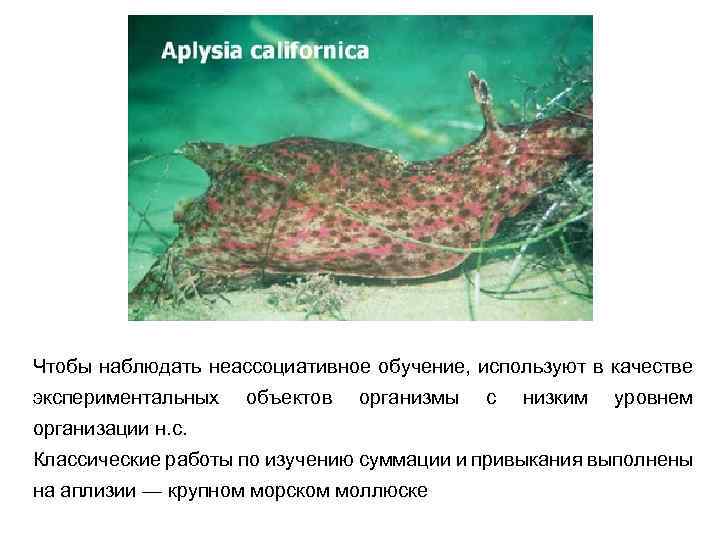 Чтобы наблюдать неассоциативное обучение, используют в качестве экспериментальных объектов организмы с низким уровнем организации