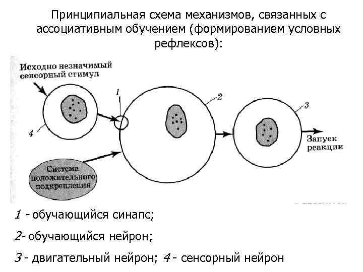 Принципиальная схема механизмов, связанных с ассоциативным обучением (формированием условных рефлексов): 1 - обучающийся синапс;