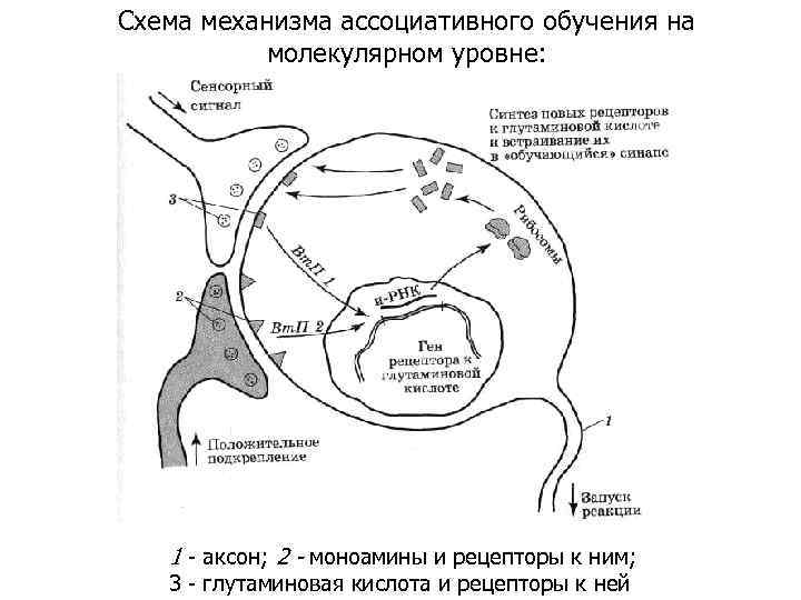 Схема механизма ассоциативного обучения на молекулярном уровне: 1 - аксон; 2 - моноамины и