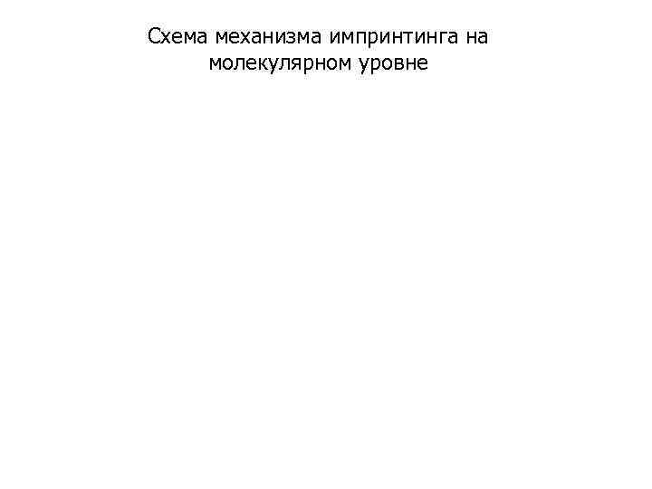 Схема механизма импринтинга на молекулярном уровне 