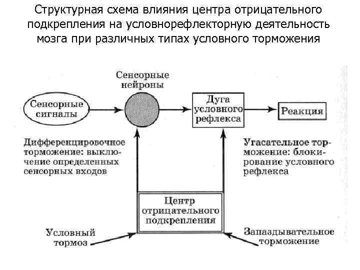 Как связан объем кратковременной памяти и параметры электроэнцефалограммы