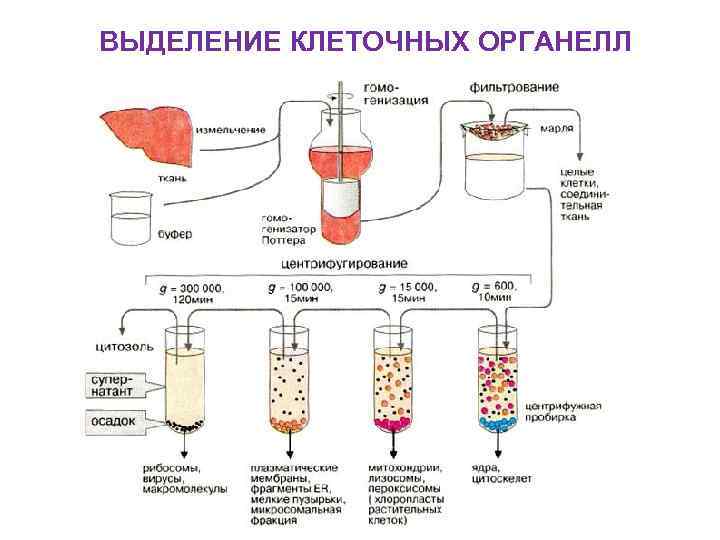 Выделение и изучение отдельных частей объектов. Метод фракционирования клеточных структур. Центрифугирование крови на 4 фракции. Осаждение клеток центрифугированием скорость. Метод центрифугирования клеток.