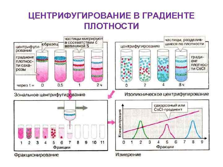 Градиент плотности. Схема центрифугирование в градиенте плотности CSCL. Центрифугирование крови в градиенте плотности фиколл-верографин. Изопикническое и Зональное центрифугирование. Центрифугирование мочи для микроскопии.