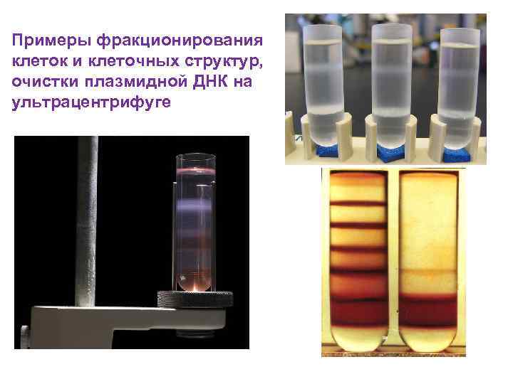 Фракционирование клеточных структур презентация