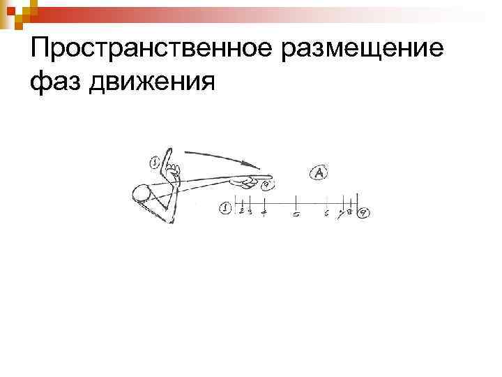 Пространственное размещение фаз движения 