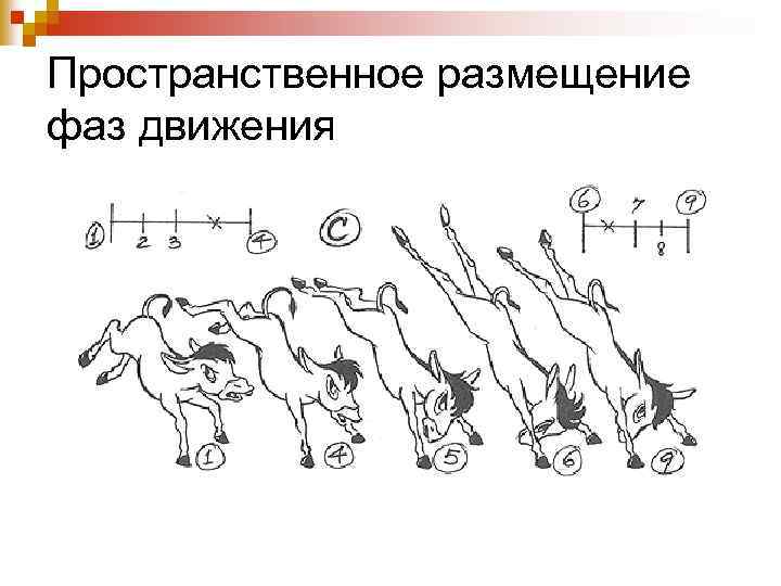 Пространственное размещение фаз движения 