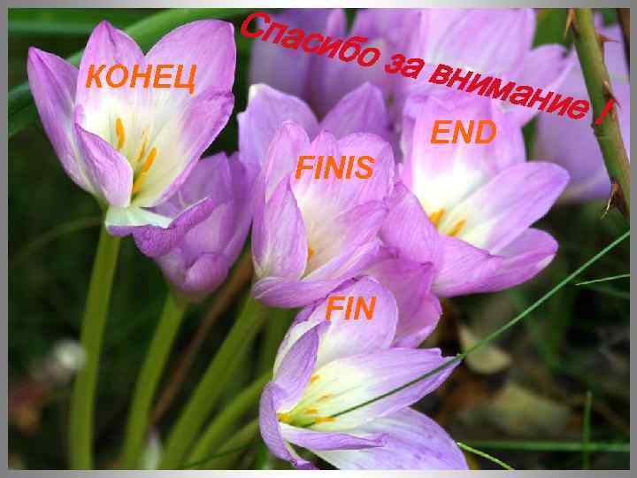 КОНЕЦ Спас ибо з а вни FINIS FIN мани е END ! 