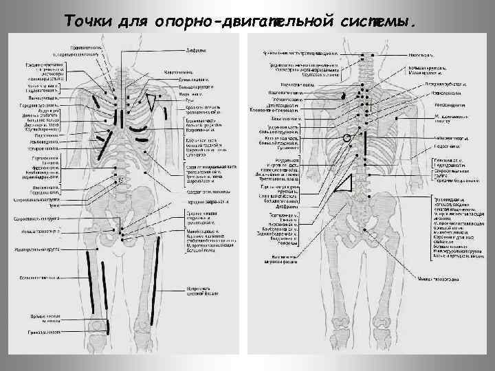 Точки для опорно-двигательной системы. 