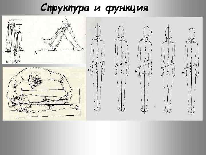 Структура и функция 